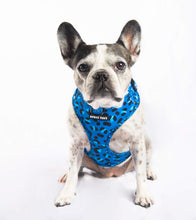 Cargar imagen en el visor de la galería, Blue Leopard - Pechera Ajustable con Correa (XS y L disponible)
